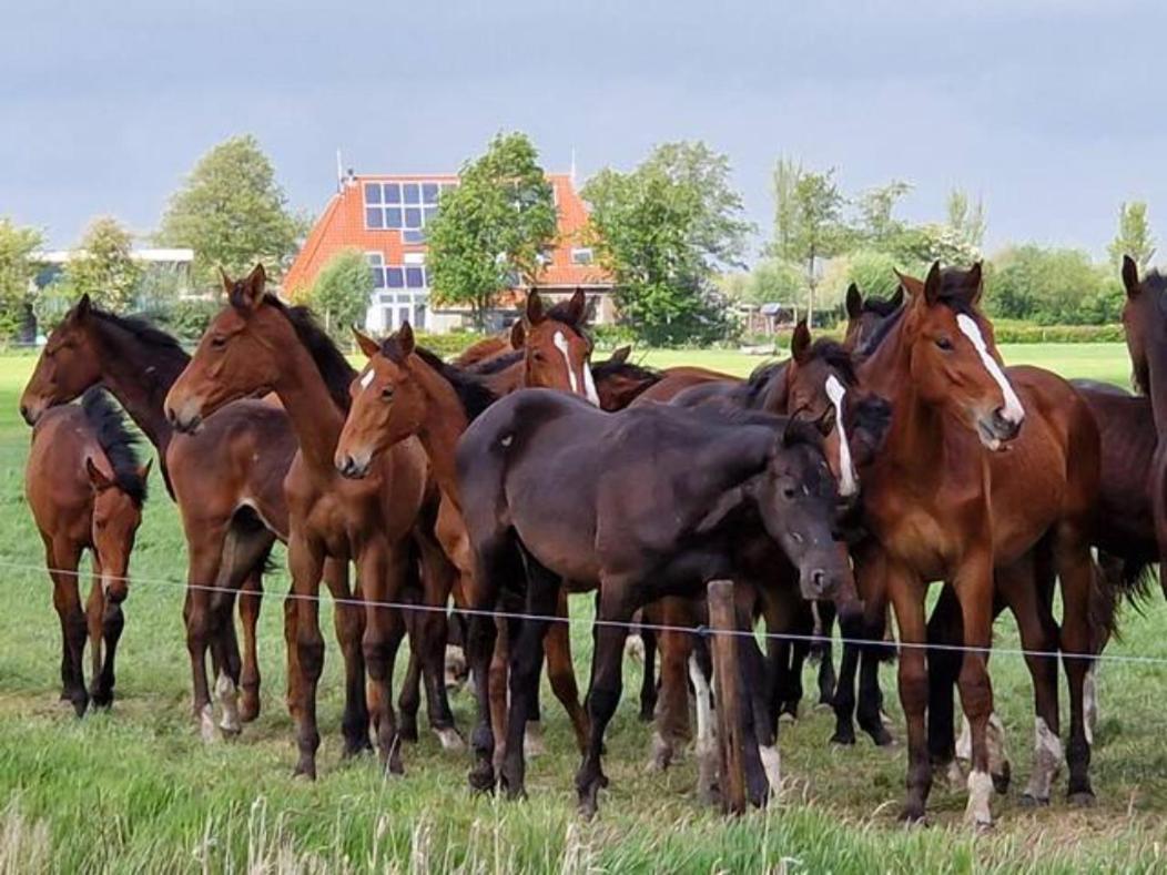 Luxe Gastenverblijf In Het Hart Van Friesland Akkrum Exterior photo